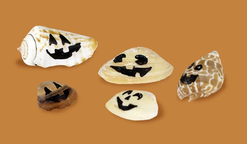 Halloween Jack-O-Lantern Sea Shells