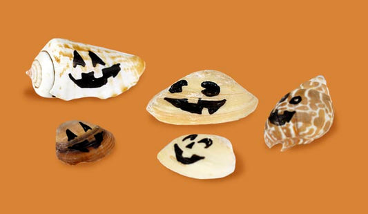 Halloween Jack-O-Lantern Sea Shells