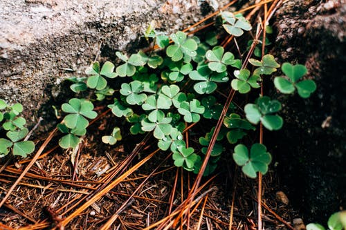 Classroom Ideas for St. Patrick’s Day ﻿